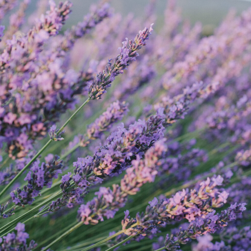 South of France lavender photo shoot with Provence photographer Visuals by Abbi.