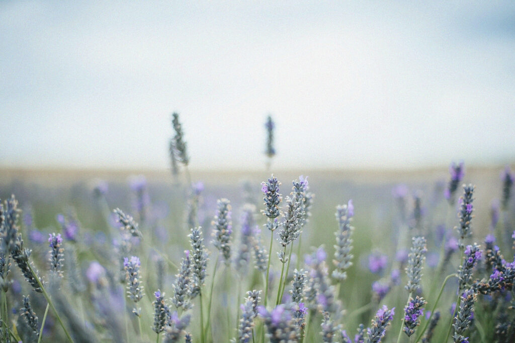 France lavender photo shoot